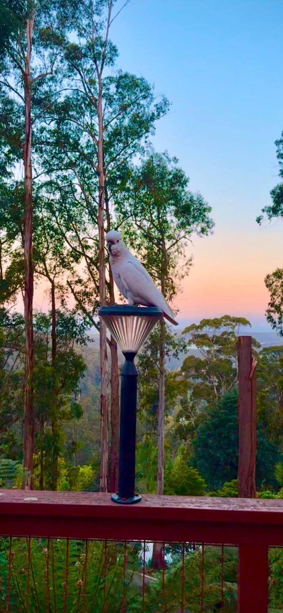 קלוראמה Melbourne Topview Villa In Dandenong Ranges Near Skyhigh מראה חיצוני תמונה