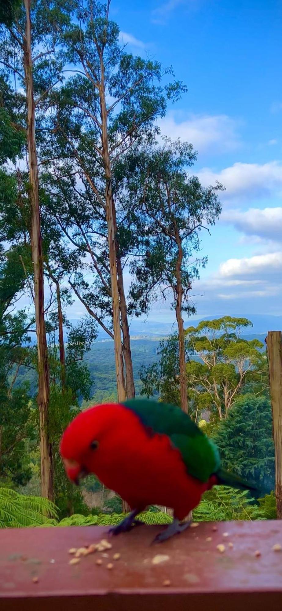 קלוראמה Melbourne Topview Villa In Dandenong Ranges Near Skyhigh מראה חיצוני תמונה